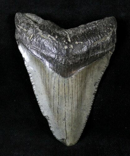 Juvenile Megalodon Tooth #20779